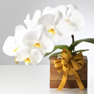 白胡蝶蘭 ミディショートタイプ / アップサイクル･ウッドベース花器