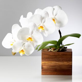 白胡蝶蘭 ミディショートタイプ / アップサイクル･ウッドベース花器