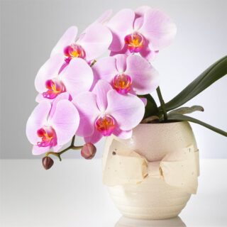 ピンク胡蝶蘭（ももか）ミディショートタイプ / オーバルベース花器