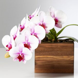 ピンク胡蝶蘭（サクラヒメ）ミディショートタイプ / アップサイクル･ウッドベース花器