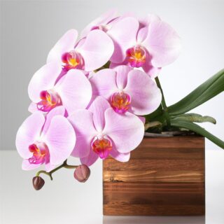 ピンク胡蝶蘭（ももか）ミディショートタイプ / アップサイクル･ウッドベース花器