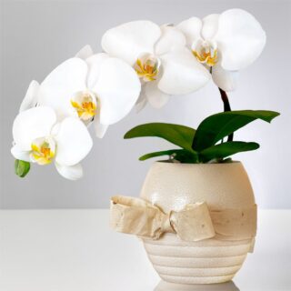 白胡蝶蘭 ミディショートタイプ / オーバルベース花器
