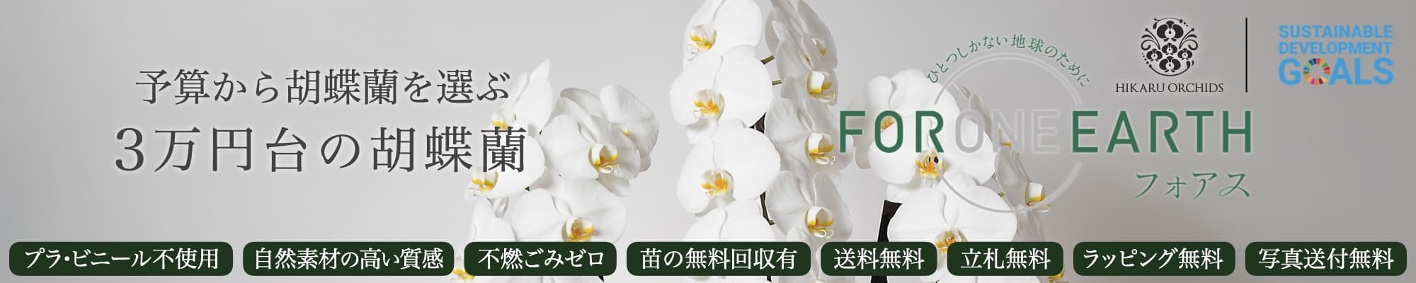 3万円台の胡蝶蘭