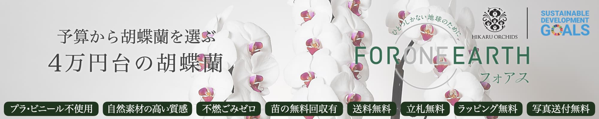 4万円台の胡蝶蘭