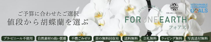 胡蝶蘭を値段から選ぶ