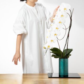 白胡蝶蘭 / 紀州漆丸形花器（3色から選択）
