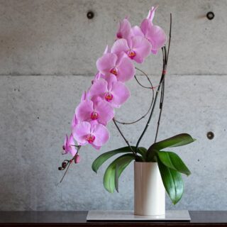 ピンク胡蝶蘭 / 紀州漆丸形花器（3色から選択）