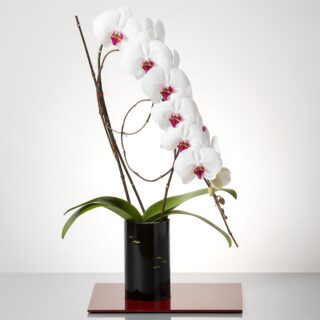 赤リップ胡蝶蘭 / 紀州漆丸形花器（3色から選択）