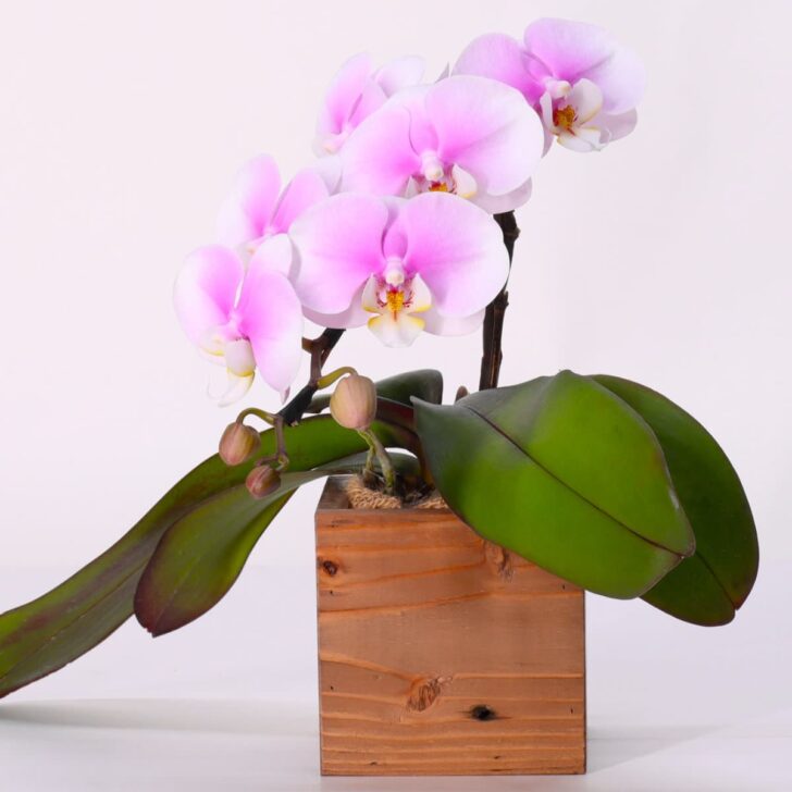 ピンク胡蝶蘭（小春）ミディショートタイプ / アップサイクル･ウッドベース花器