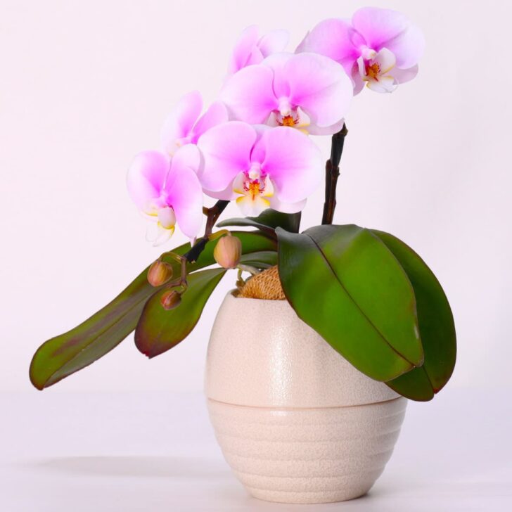 ピンク胡蝶蘭（小春）ミディショートタイプ / オーバルベース花器