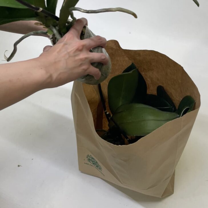 回収袋に苗を入れるときに葉が傷んでも再生には影響しません