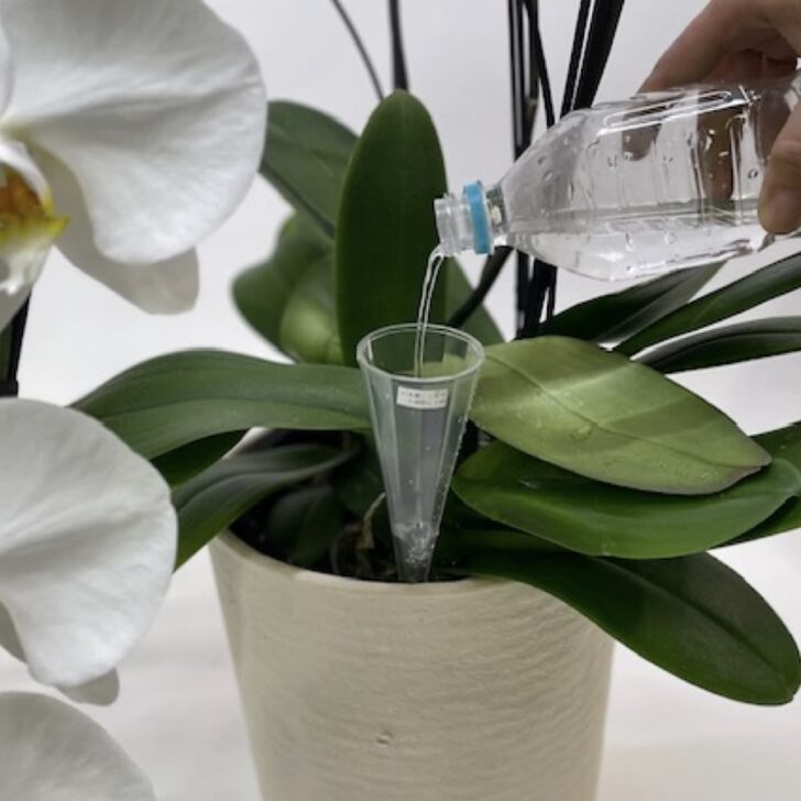 水やりは生分解性バイオプラスチック製の水さしで簡単